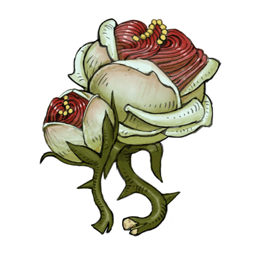 Hymn Rose